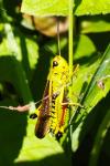 Stethophyma grossum