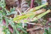Oedaleus decorus