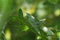 Tettigonia viridissima