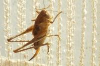 Platycleis albopunctata