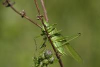 Tettigonia viridissima