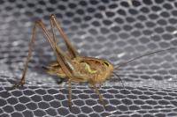 Roeseliana roeselii