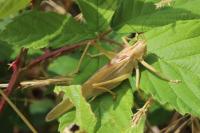 Tettigonia viridissima