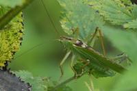 Tettigonia viridissima