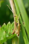Pseudochorthippus parallelus