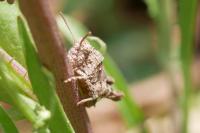 Oedipoda caerulescens