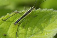 Conocephalus fuscus