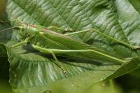 Tettigonia viridissima