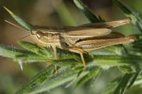 Euchorthippus declivus