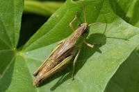 Pseudochorthippus parallelus