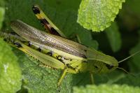 Stethophyma grossum