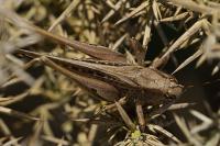 Tessellana tessellata