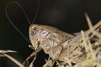Tessellana tessellata