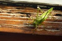 Tettigonia viridissima