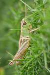 Pseudochorthippus parallelus