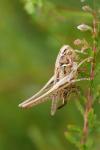 Tessellana tessellata