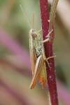 Euchorthippus declivus