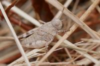Oedipoda caerulescens