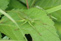 Uromenus rugosicollis
