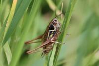 Roeseliana roeselii
