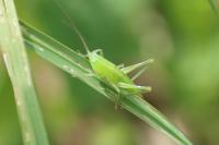 Ruspolia nitidula