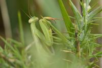 Mantis religiosa