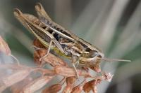 Euchorthippus declivus
