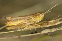 Euchorthippus declivus