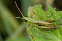 Pseudochorthippus parallelus