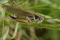 Roeseliana roeselii