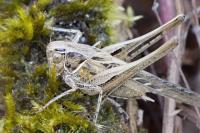 Tessellana tessellata