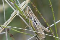 Euchorthippus declivus