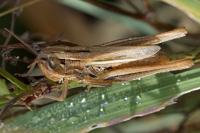 Euchorthippus declivus