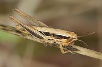 Euchorthippus declivus
