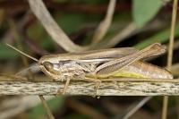 Euchorthippus declivus
