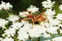 Uromenus rugosicollis