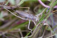 Uromenus rugosicollis