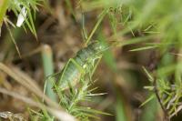 Uromenus rugosicollis