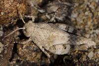 Oedipoda caerulescens