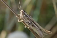 Euchorthippus elegantulus