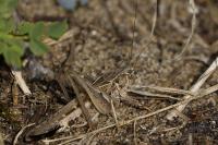 Platycleis affinis
