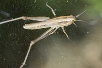 Chorthippus albomarginatus