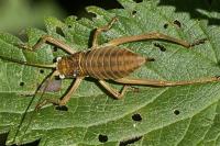 Uromenus rugosicollis