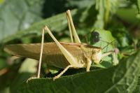 Tettigonia viridissima