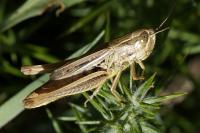 Euchorthippus declivus