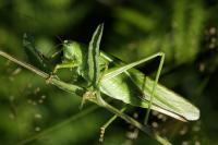 Tettigonia viridissima