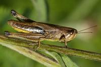 Pseudochorthippus parallelus