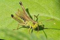 Pseudochorthippus parallelus