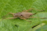 Uromenus rugosicollis