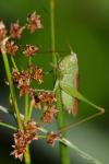 Conocephalus fuscus